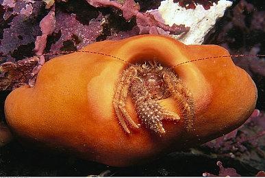 《龙之信条》10周年纪念网站上线 或将有新内容公布